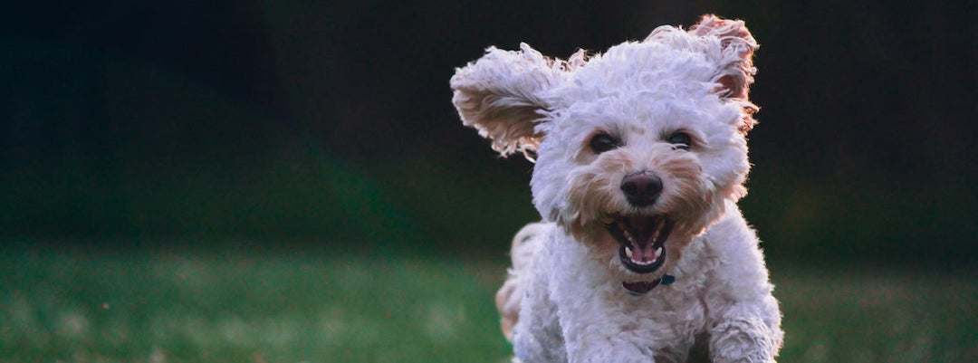 Runderbottenbouillon voor honden: wanneer het handig is – en hoe je het veilig maakt